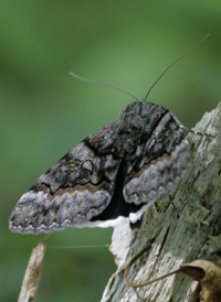 Epione Underwing